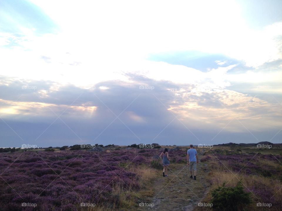 Walk on heather moor