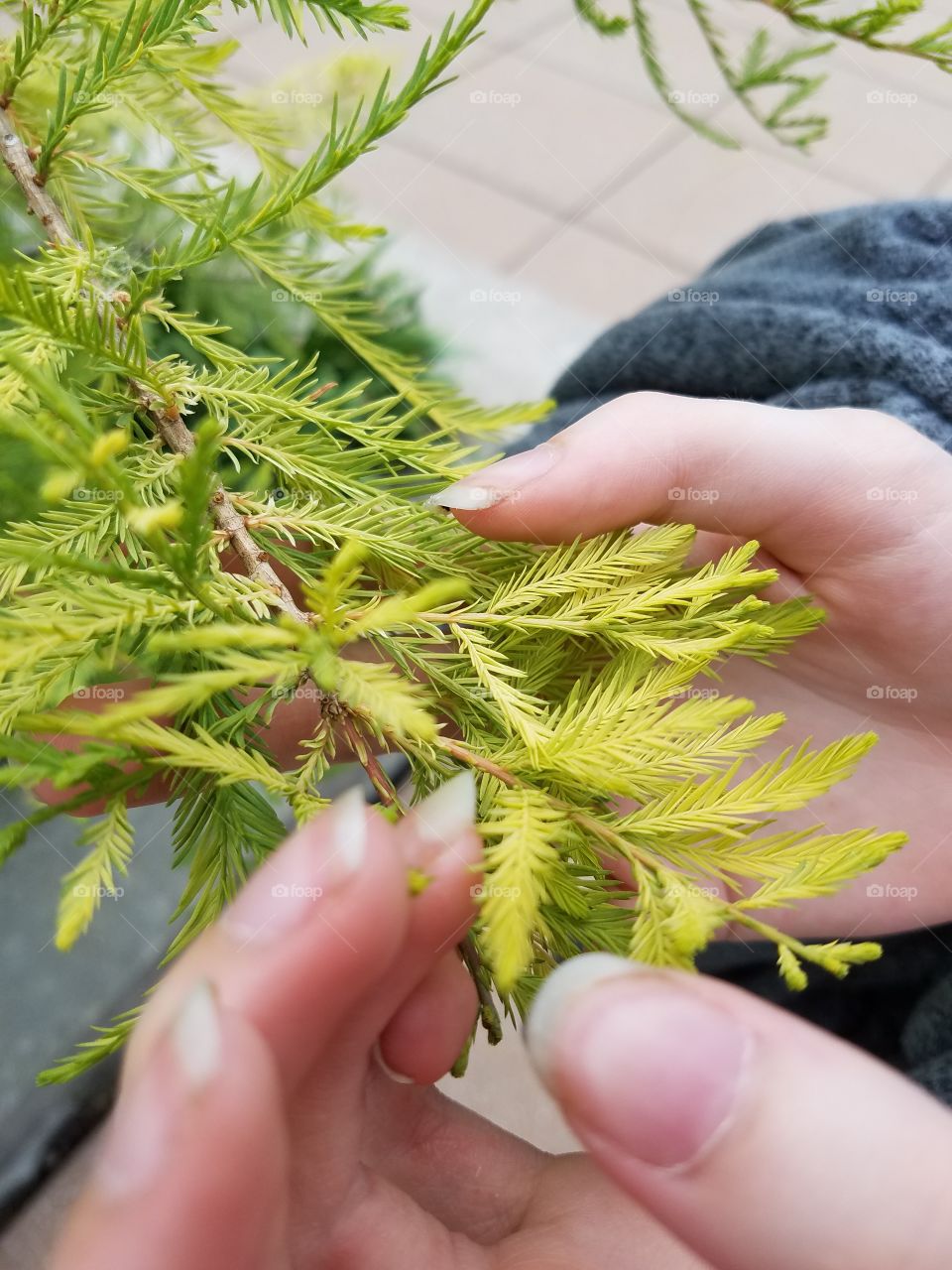 Plant held in hand