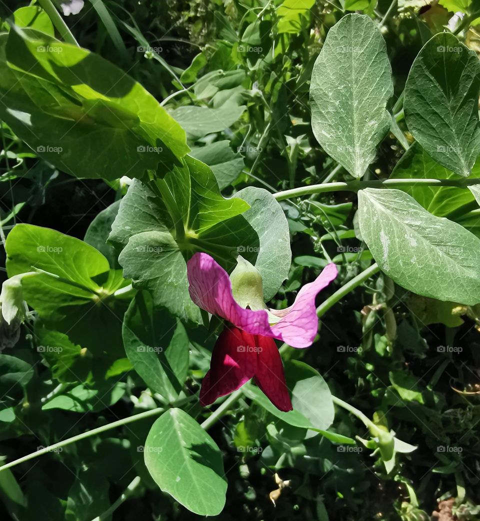 Pea flower