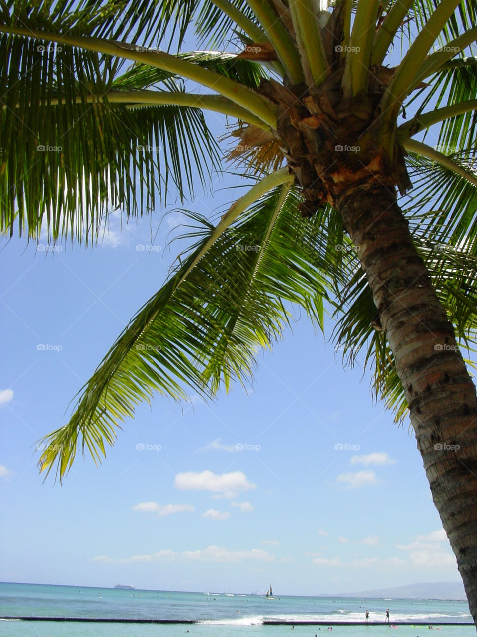 beach sky blue leaves by mengzishiliu