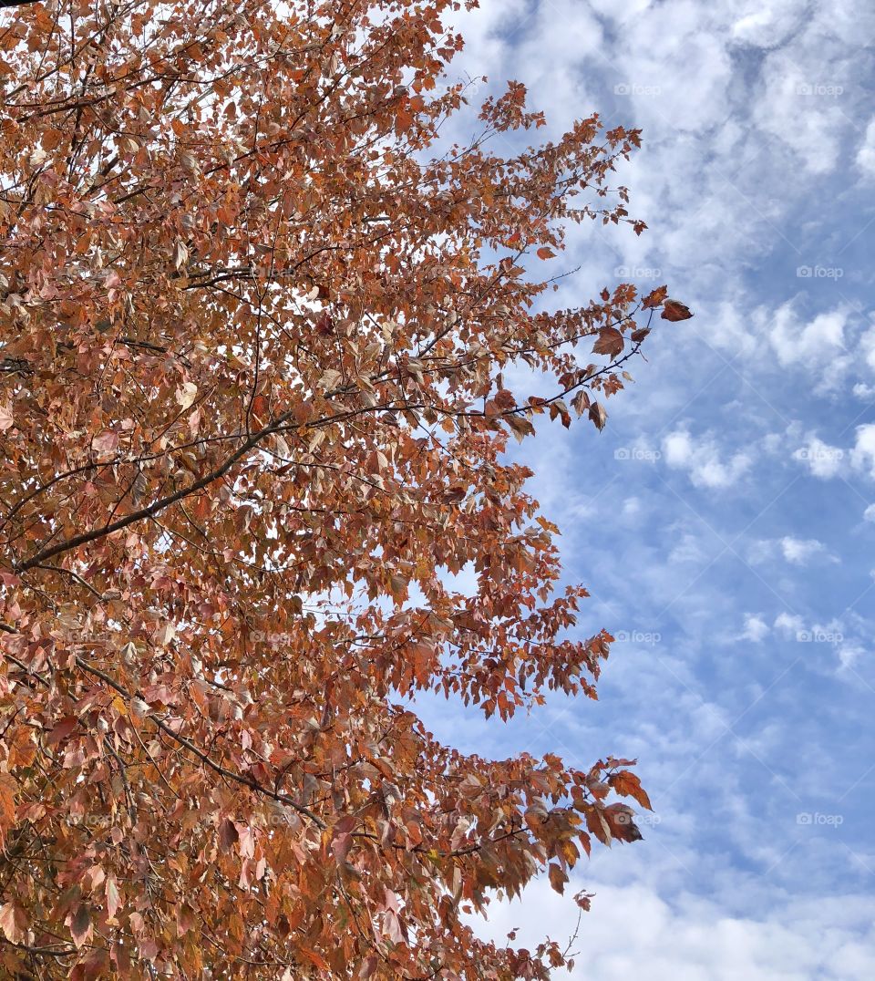 Fall tree blue sky autumn leaves  