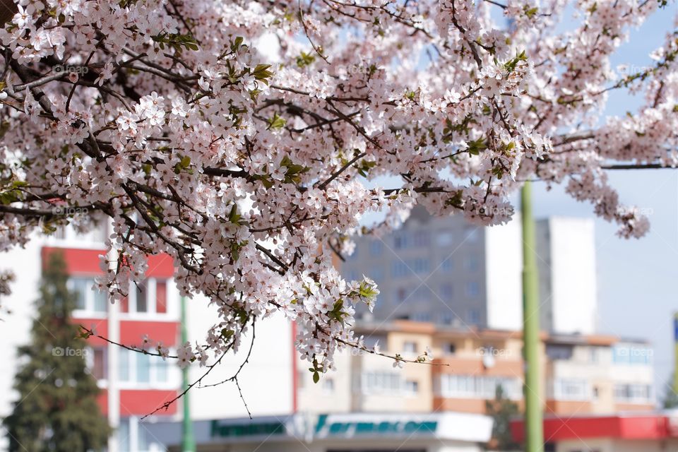 Cherry blossom in town