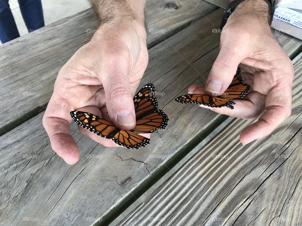 Monarch butterflies