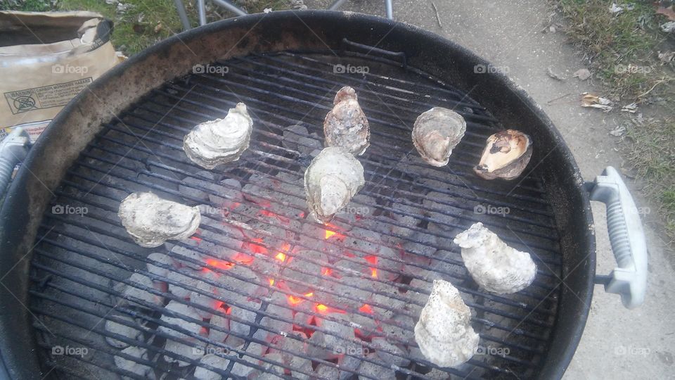oysters in Virginia