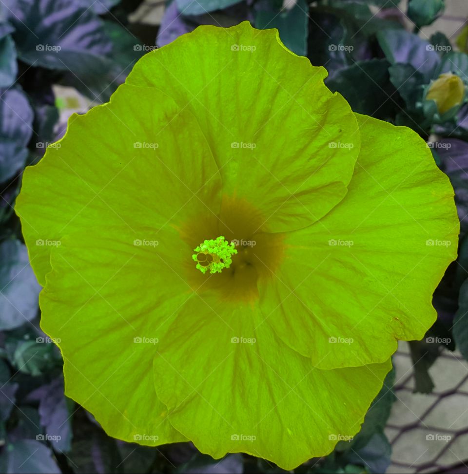 hibiscus