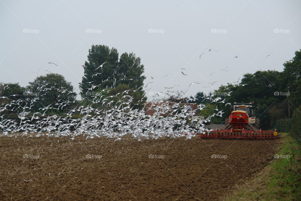 Ploughing the fields . Ploughing the fields 