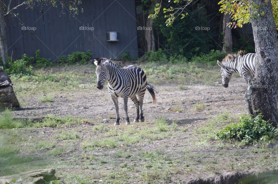 zebra