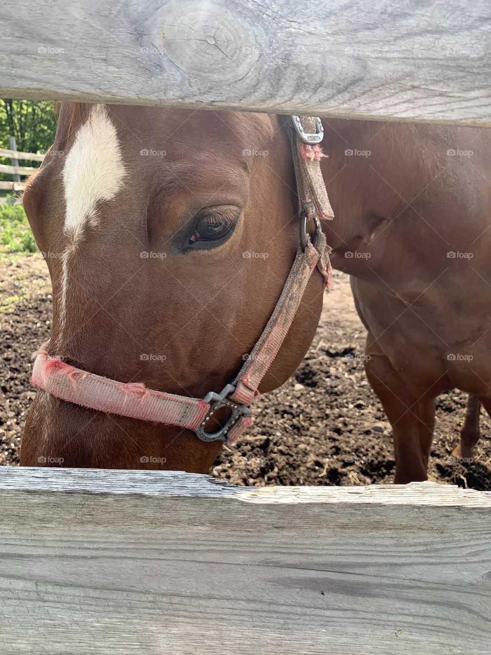 Horse of a friend
