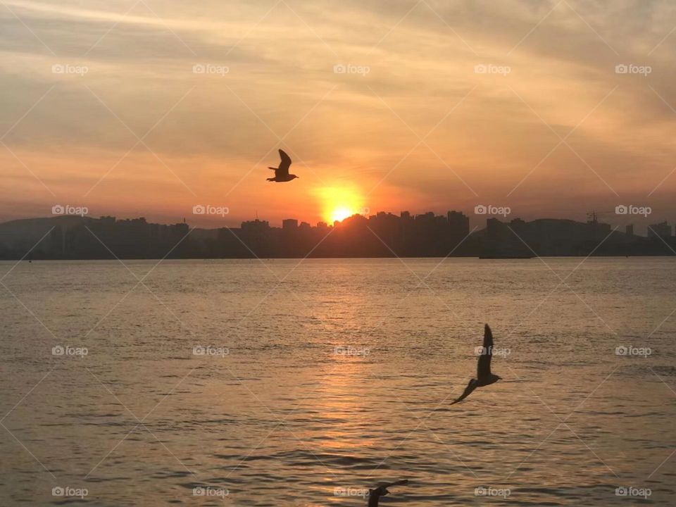 Seagulls in the sunset