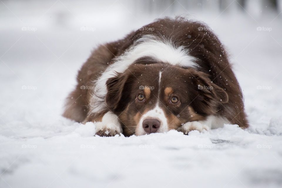 dog cold winter