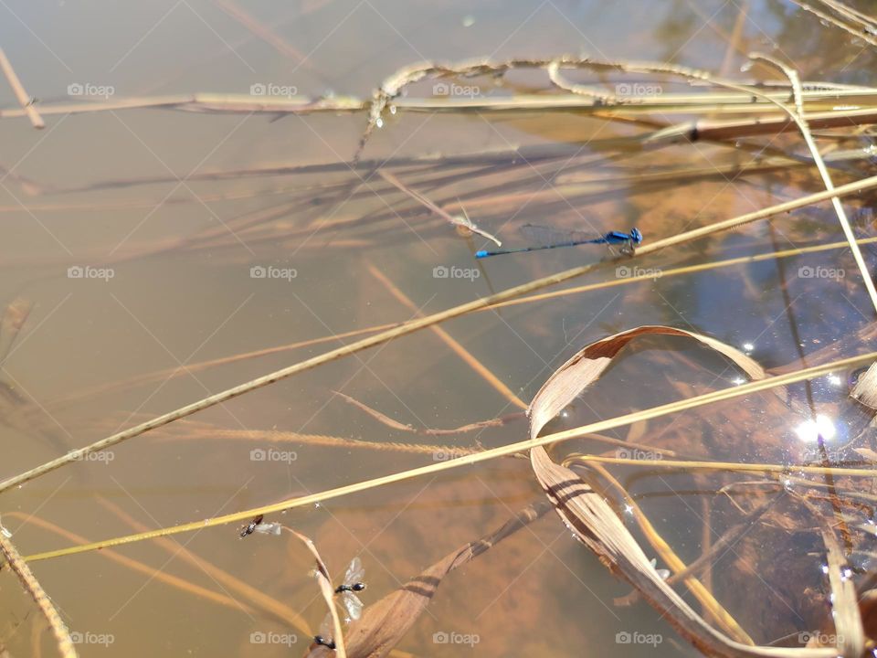 Blue Dragonfly on the river