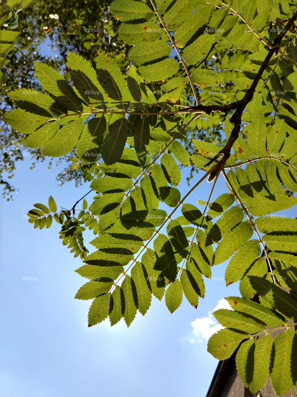 Green Tree leaves from bottom. Slovakia