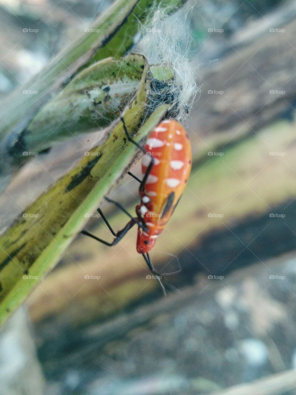 Mr. pucung insect is a pest for cotton plants