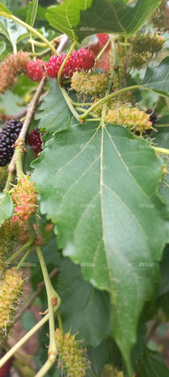 Strawberry is a type of berry that grows in many wild forests. These berries have a sweet taste