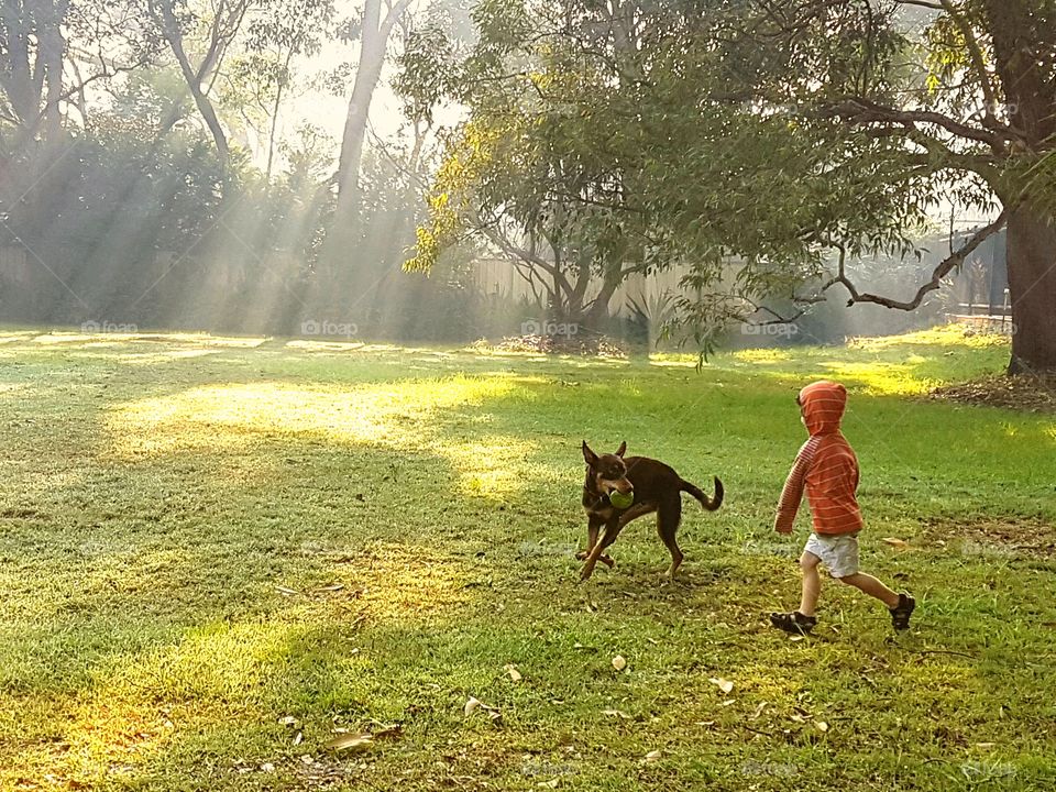 Dog, Grass, Mammal, Tree, Park