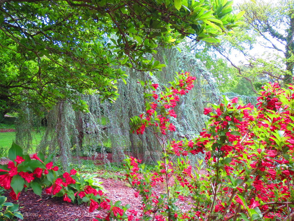 Leaf, Flower, Nature, Tree, Flora