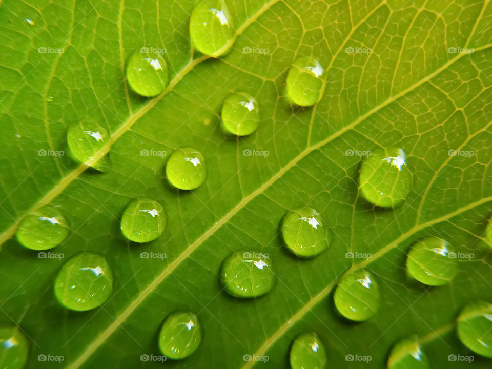 full frame shot of water drops on green bodhi leaves