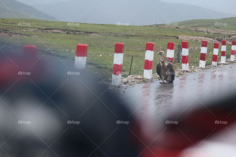 Road side bird