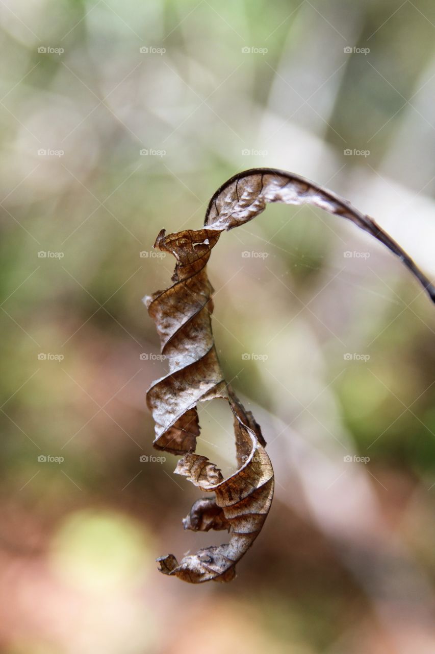 dried leaf hanging on.