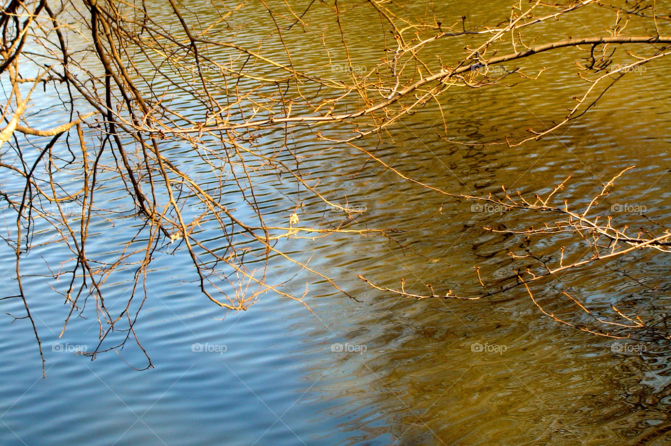 tree water by refocusphoto