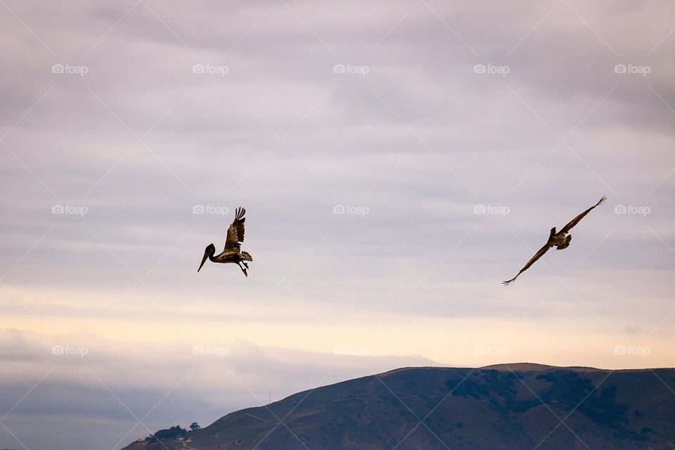 Pelicans over Pismo Beach