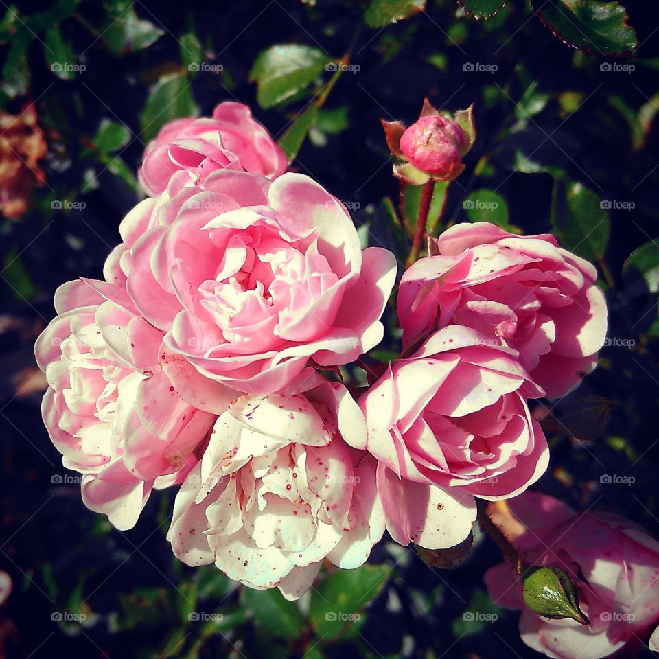 pink flowers. flowers in the hospital garden