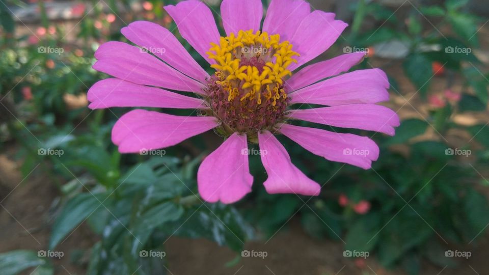 colourful flower