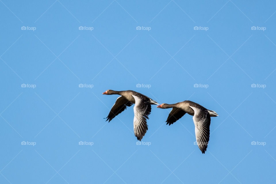 Goose flying in blue sky