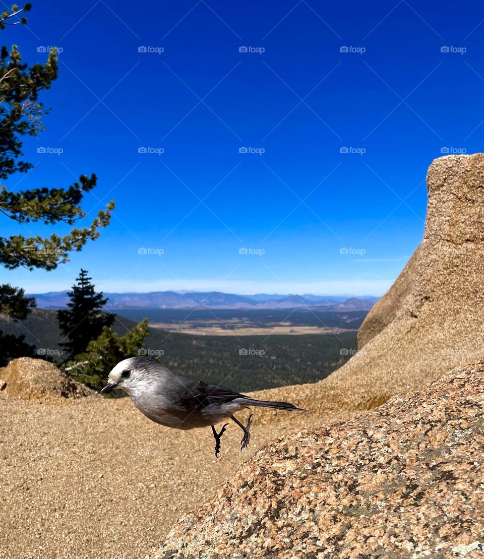 A Canadian Jay taking flight on top of a mountain in Colorado against the horizon 