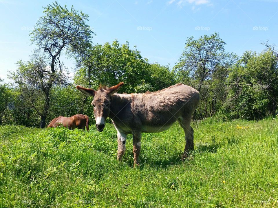 donkey in the field