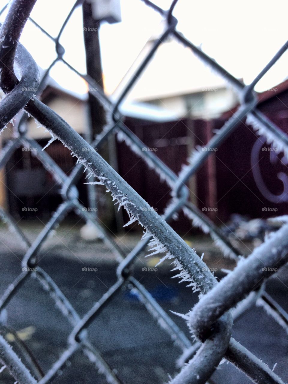 Frost fence. 