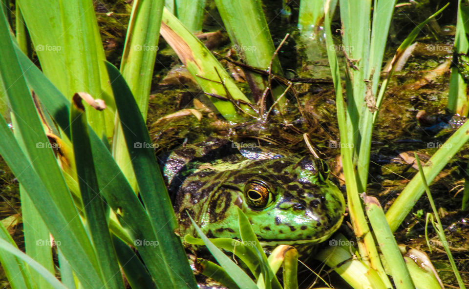A frog in the pond hiding from the camera. 