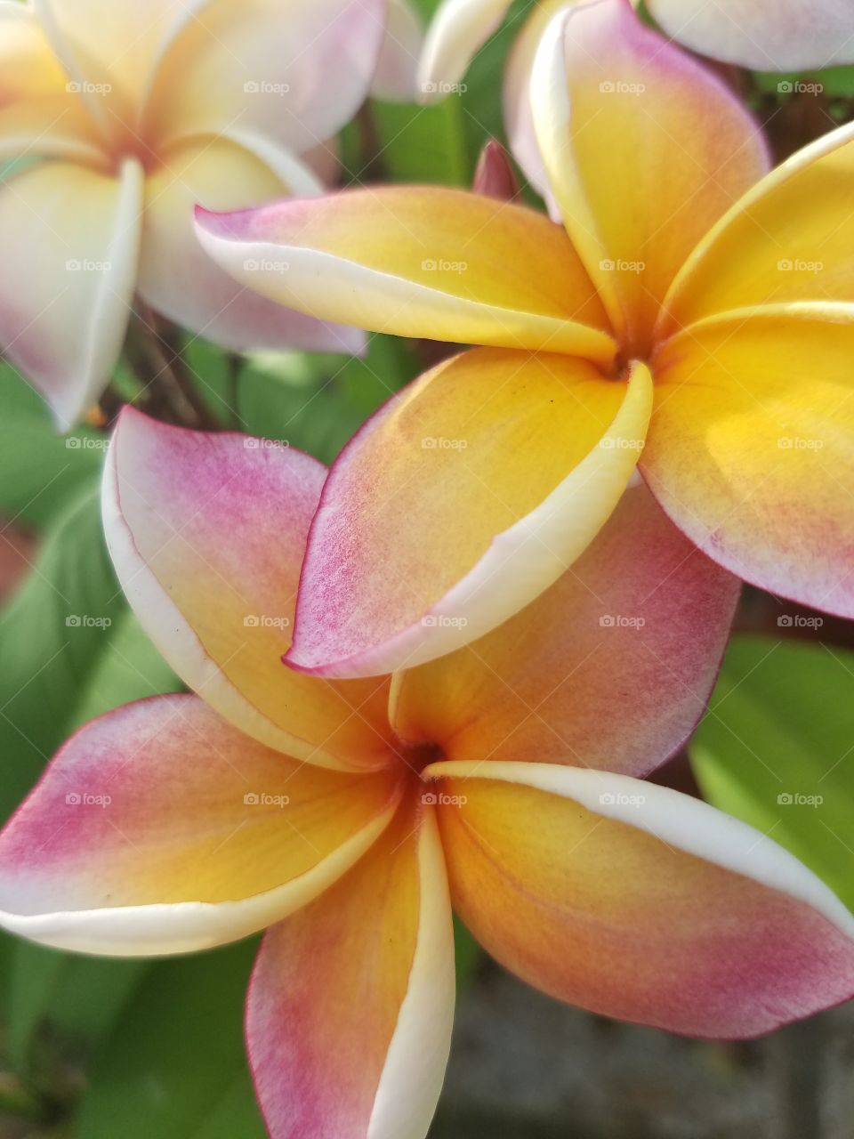 Plumeria Flower
