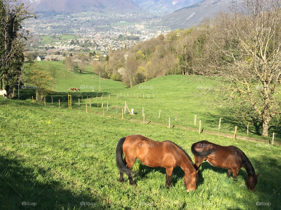 Horses with new grass 