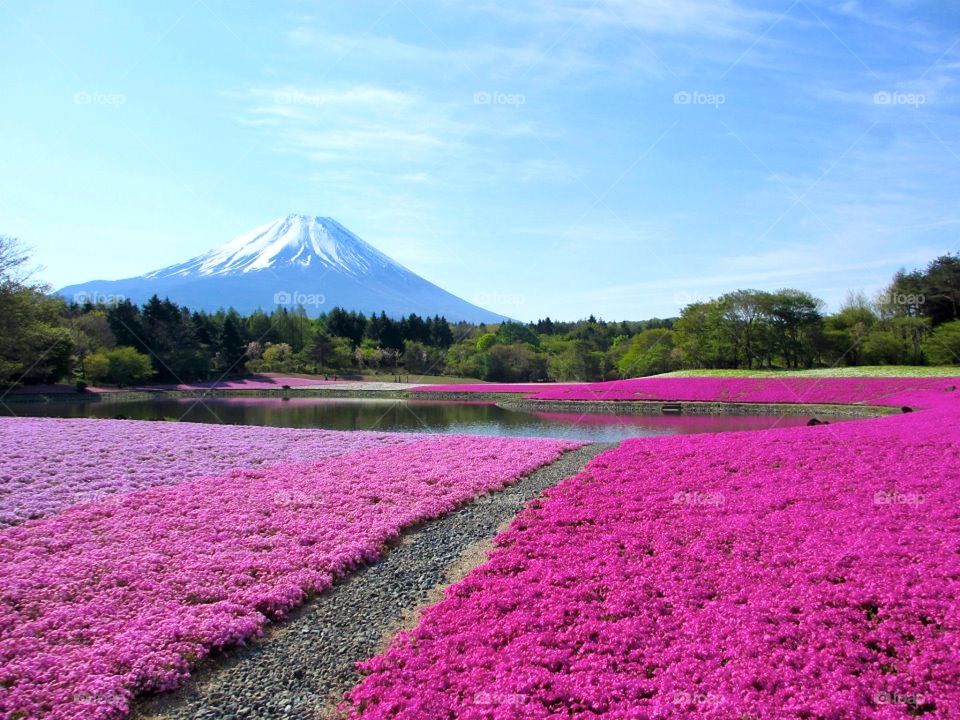 flower festival 