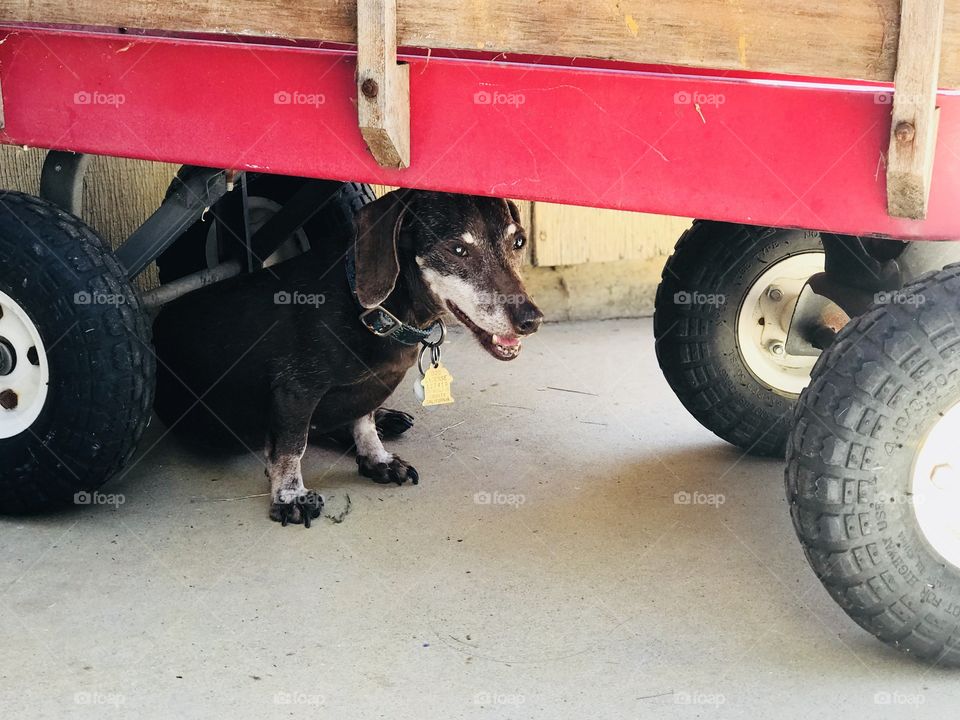 Daisy's getting some shade