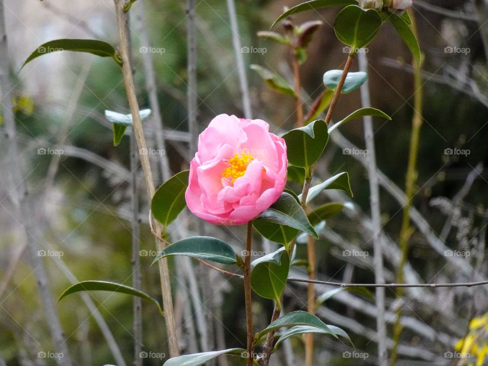 Portrait of single pink rose 