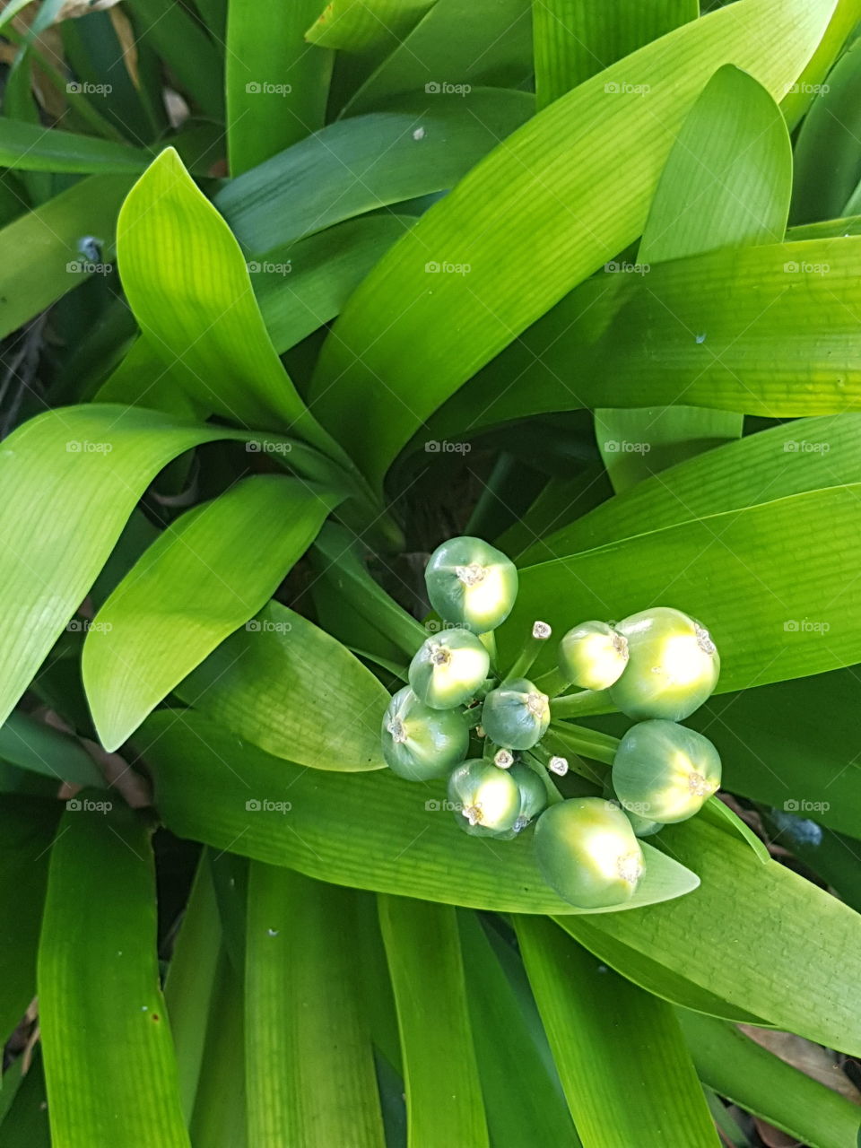 Almost ready to flower this lovely shot taken in the garden with green leafy background is unique.