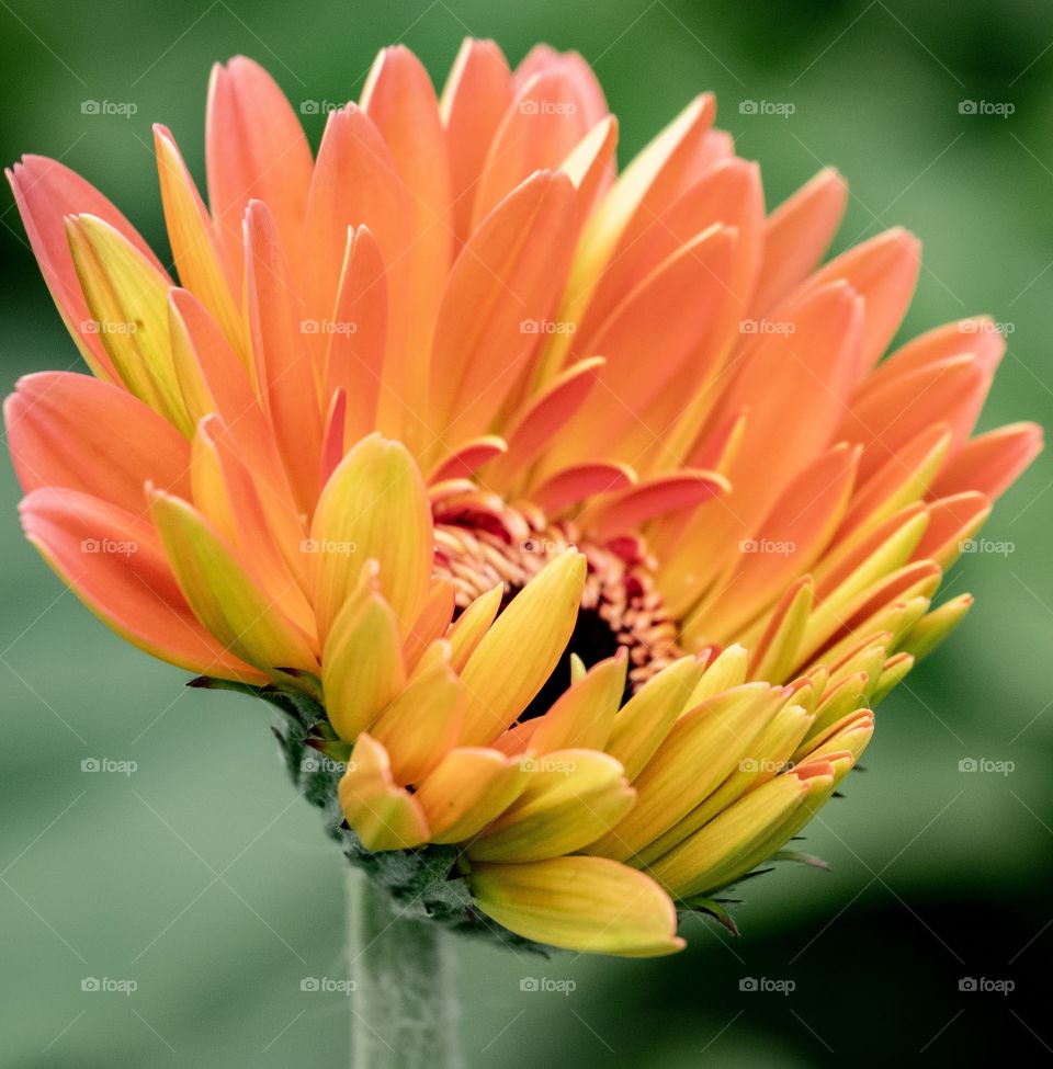 Colorful shade flower 