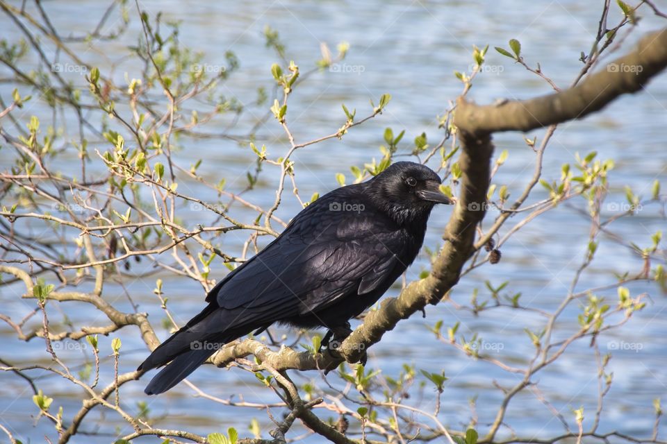 crow on a branch