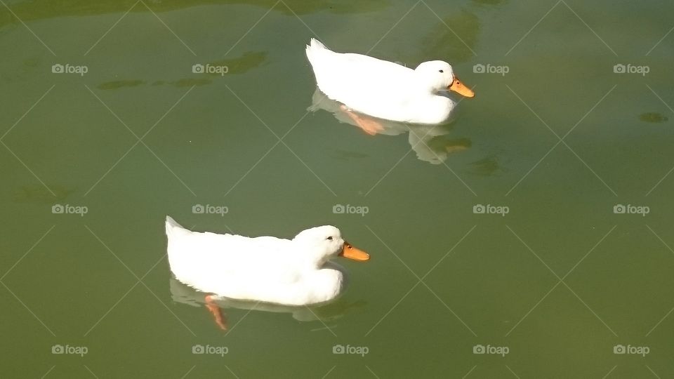 duck