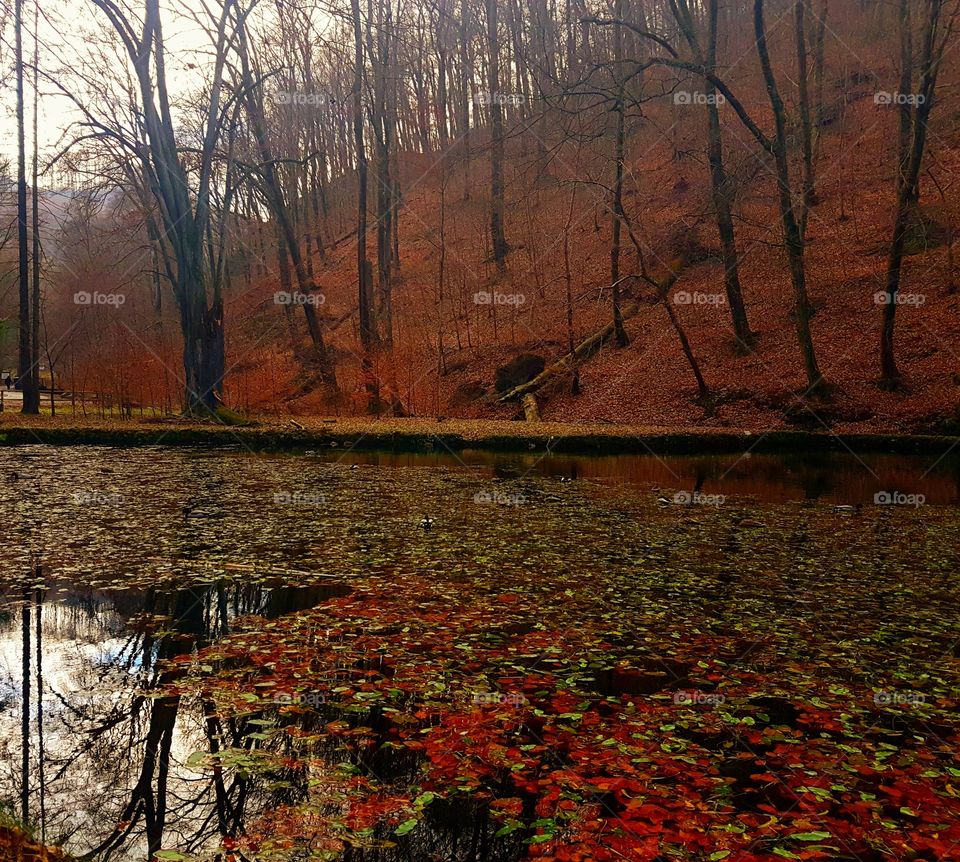 Autumn leafs floating on water