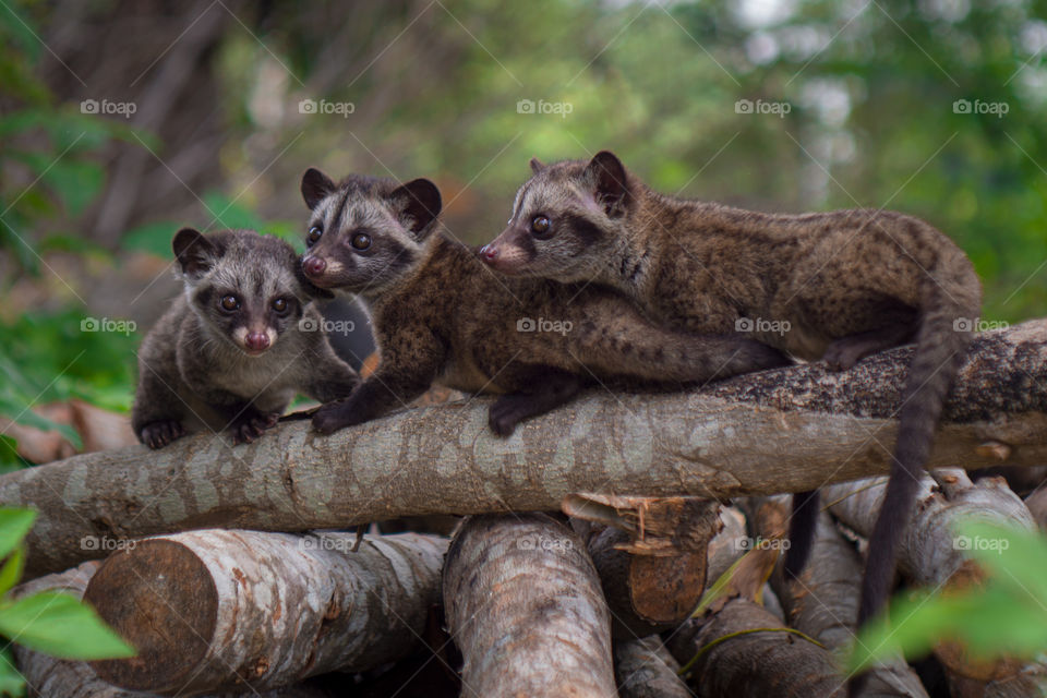 three weasel cubs