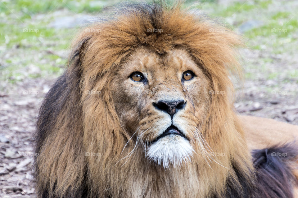 portrait of a beautiful male lion showing off his beautiful mane with pride