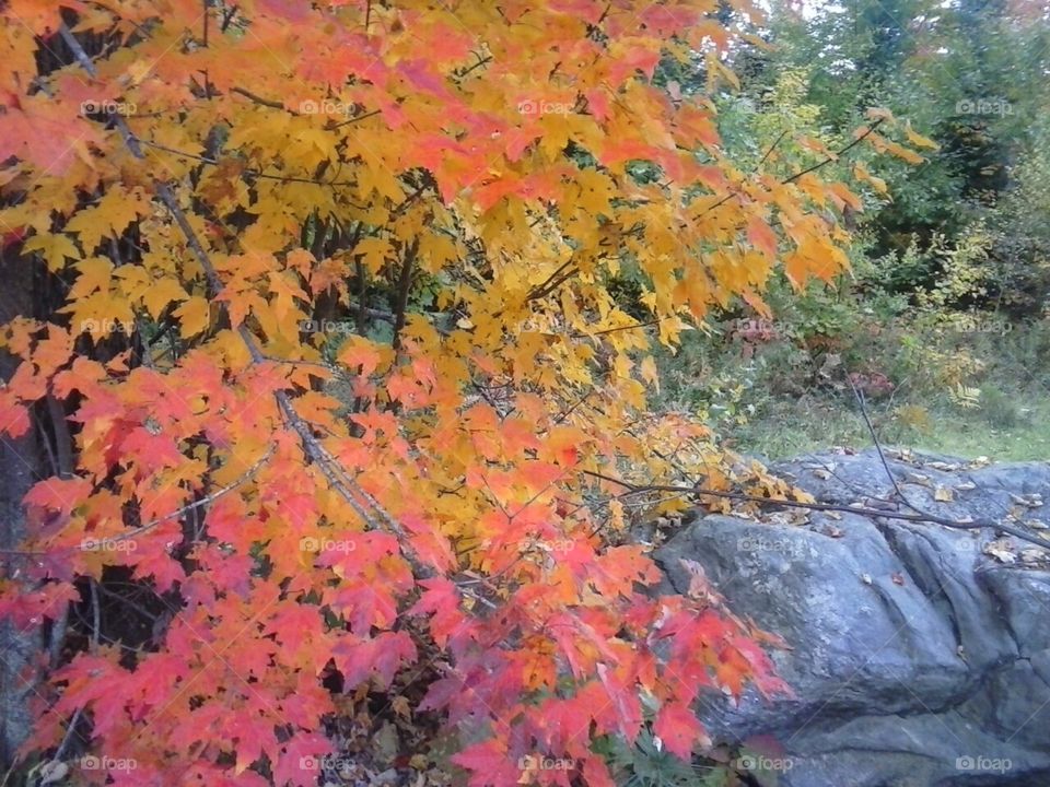 Autumn In Maine