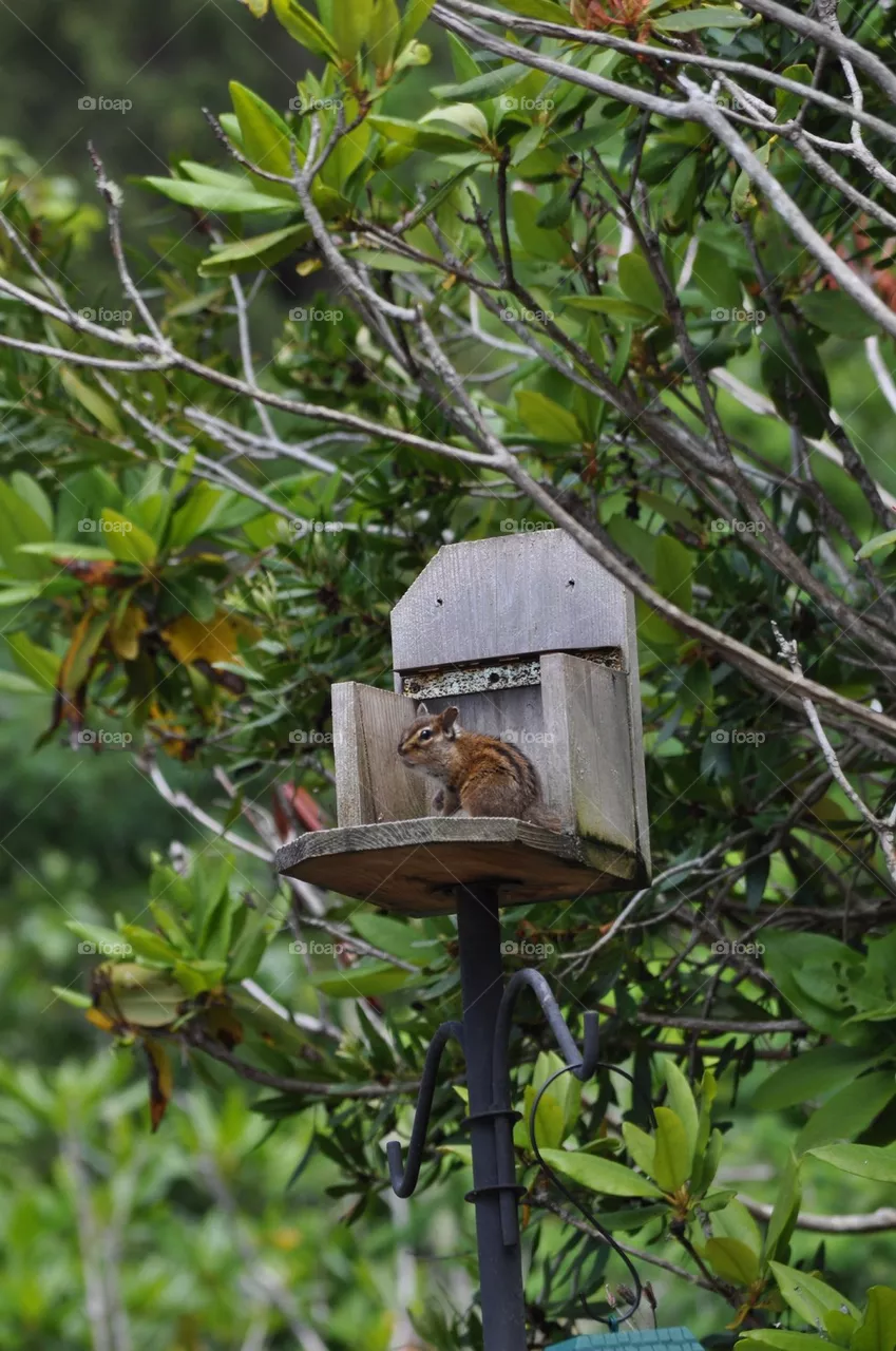Chipmunk