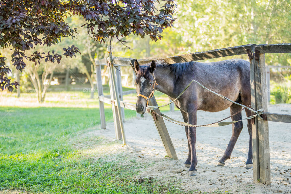 Grass, Nature, Rural, Mammal, Farm