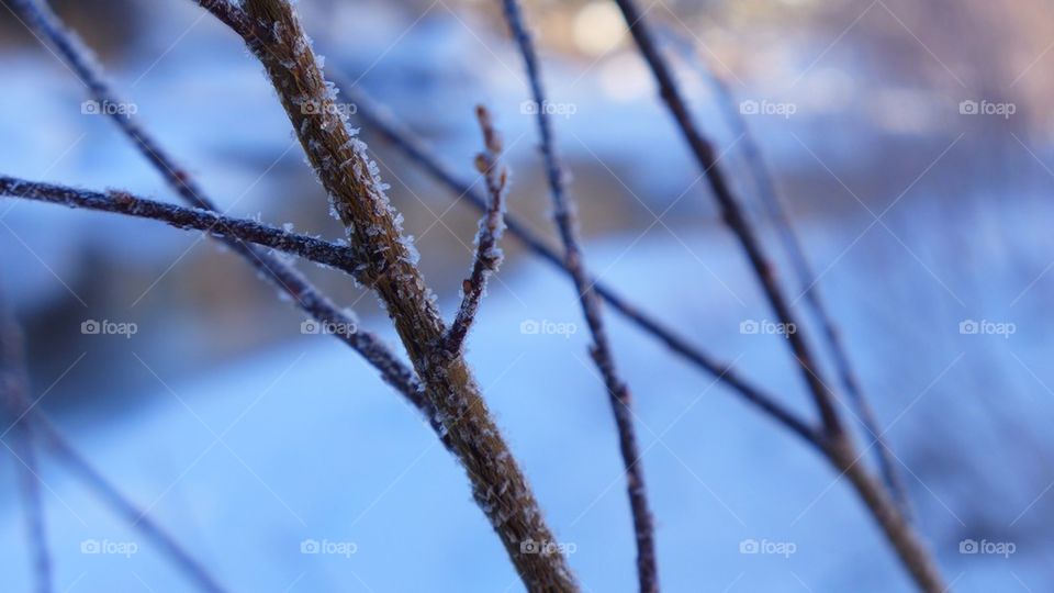 Frozen branches, winter time