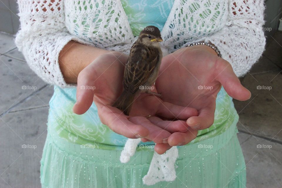 Little wild bird resting on open hands trust and care