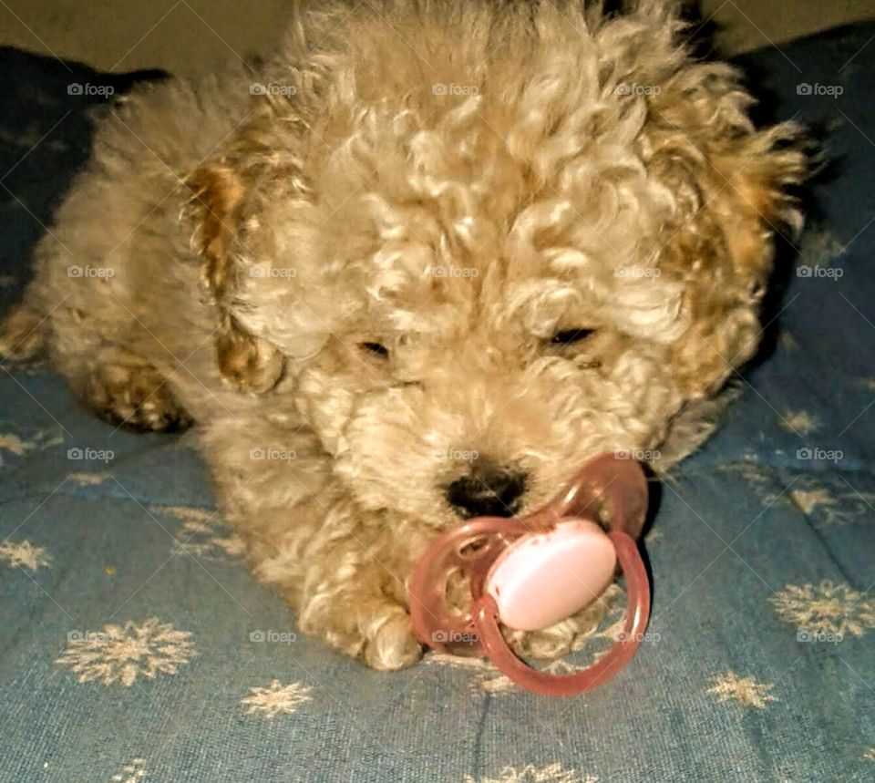 imagen de cachorro de caniche toy con chupete rosado. de pelaje color té con leche.